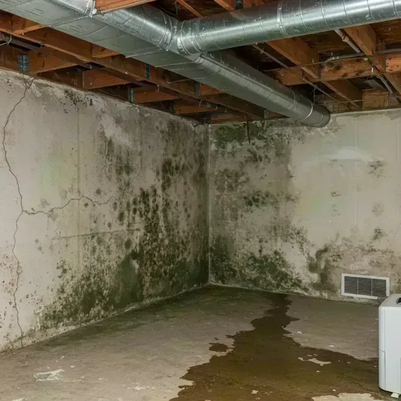 Professional Mold Removal in Oakham, MA